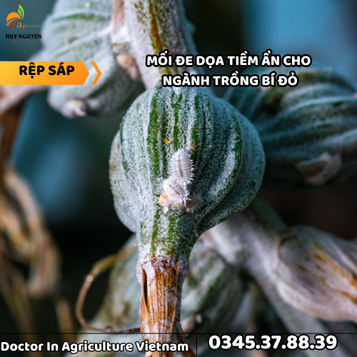 RỆP SÁP